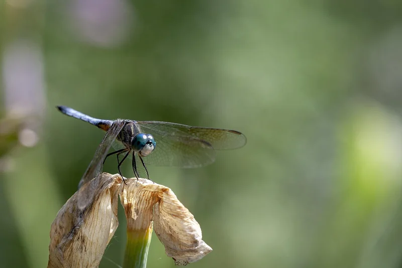 근로장려금 반기신청