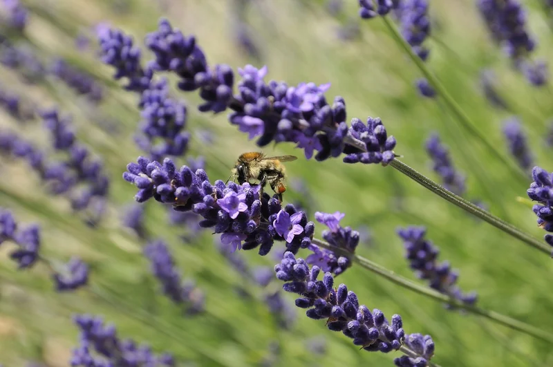 근로장려금 반기신청