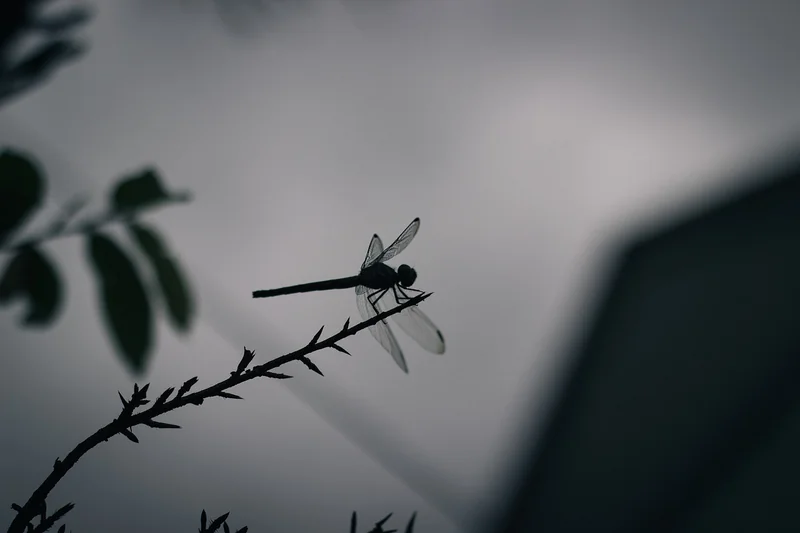 노인일자리사업