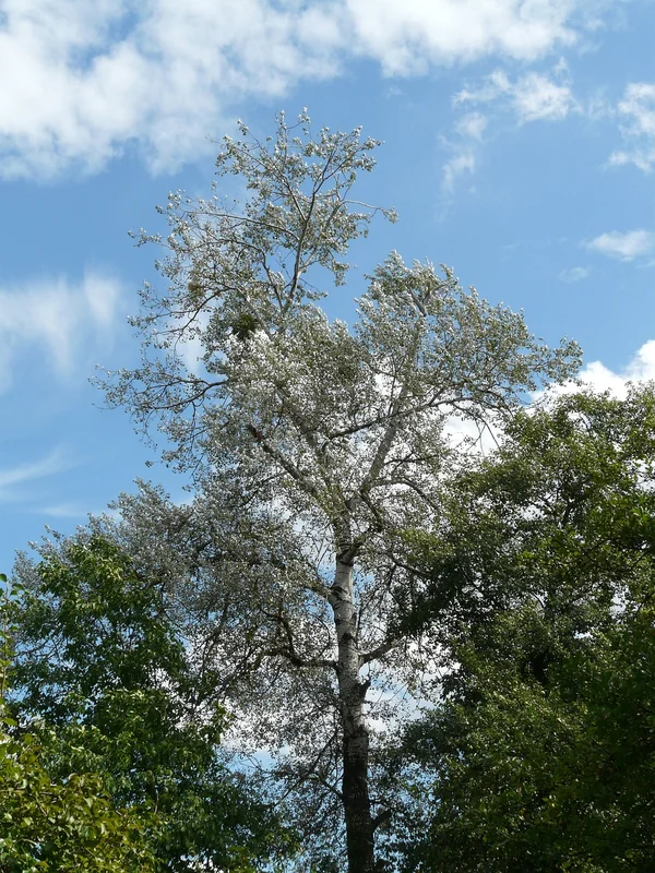 알바 4대보험 연말정산