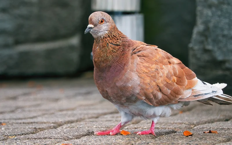 장애인스티커 벌금