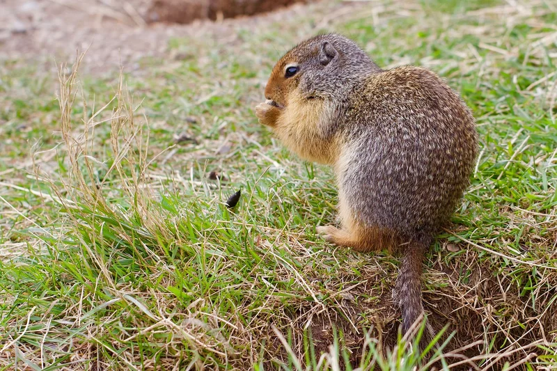 정부지원 청년대출