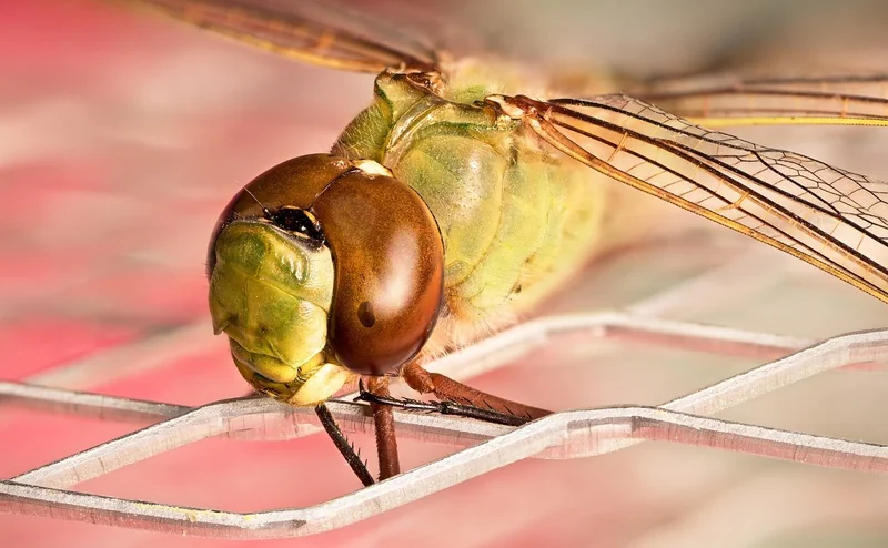 청년일자리도약장려금 유형2