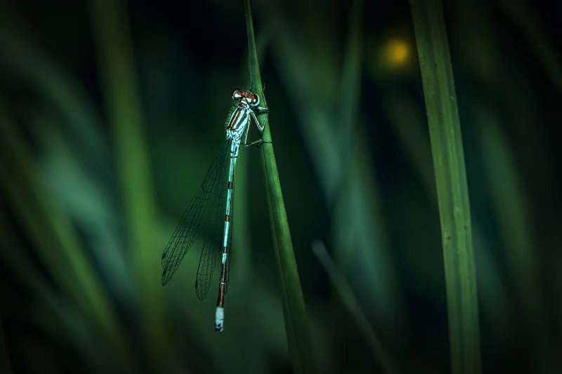 청년일자리도약장려금 유형2