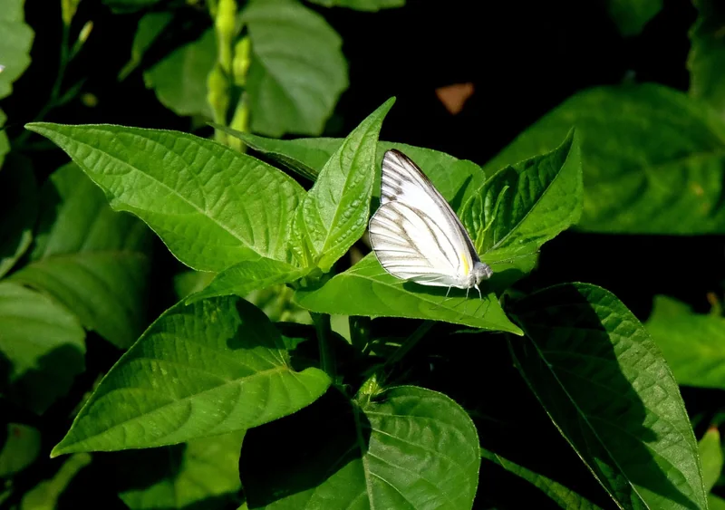 편의점 야간알바 시급
