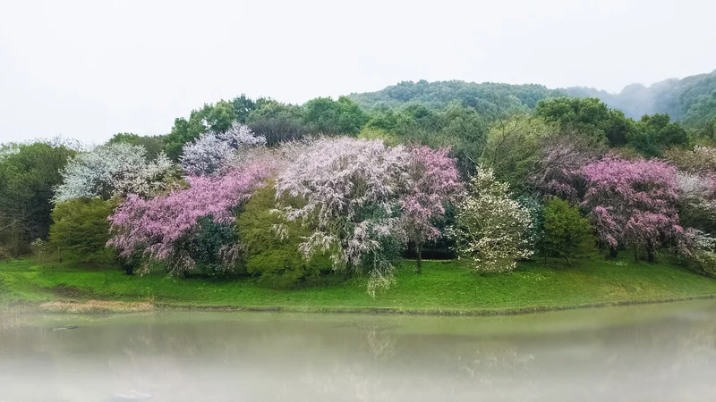 화담숲 벚꽃