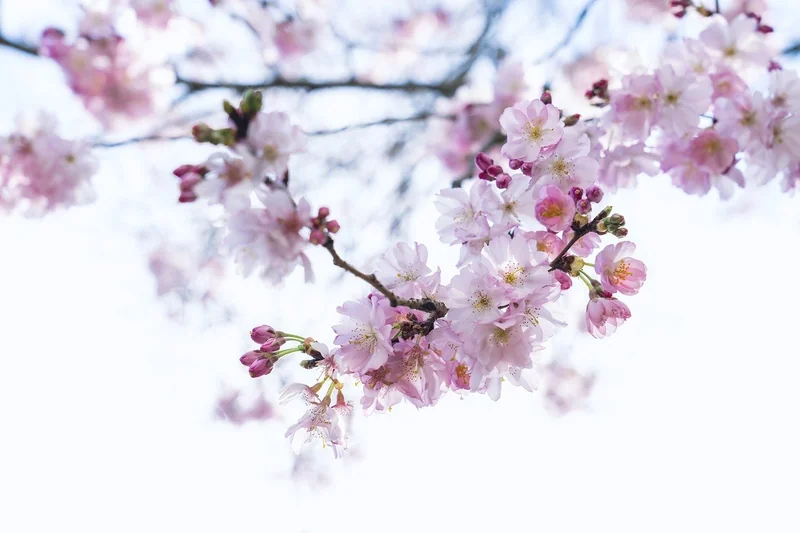 화담숲 벚꽃 예약