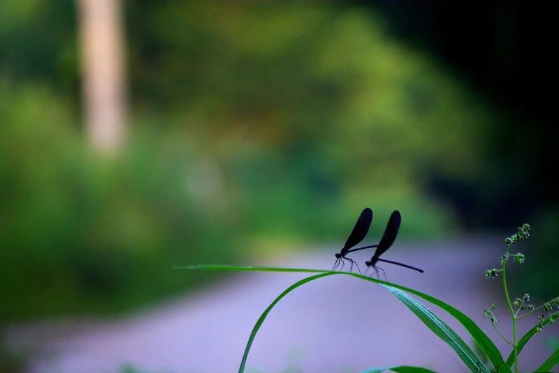 보금자리론 금리