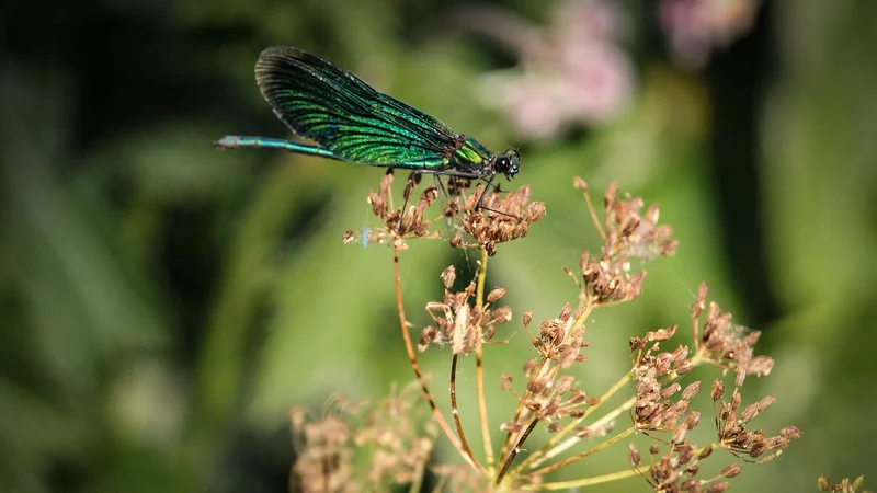 소상공인 정책자금