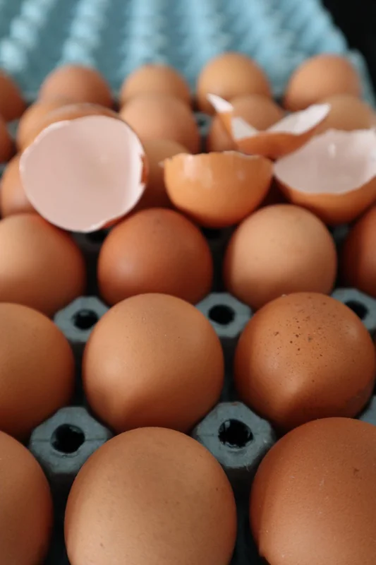 콜레스테롤 높은 이유