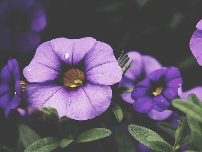 원익홀딩스 투자경고 기간