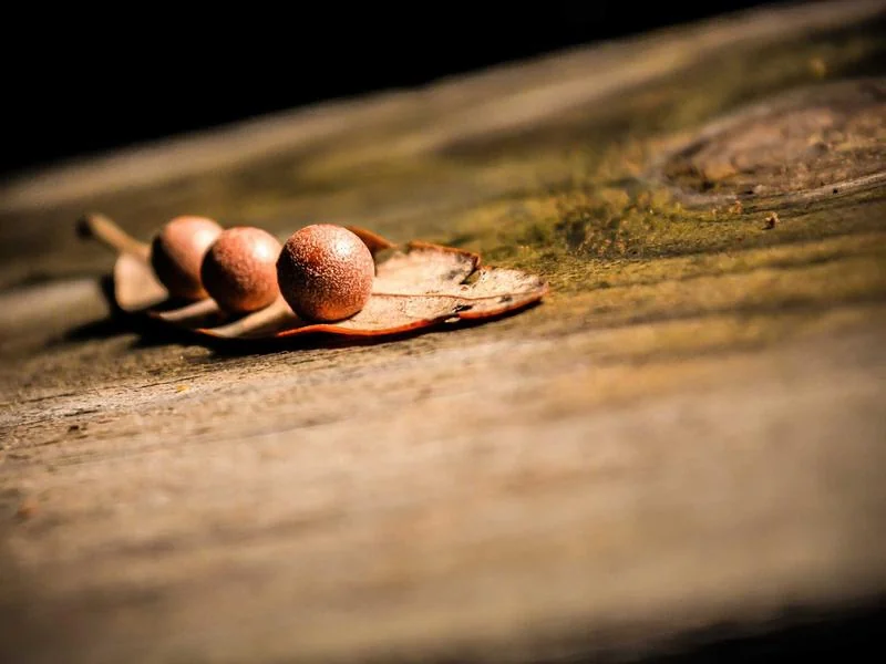 고유가 지원금 건보료