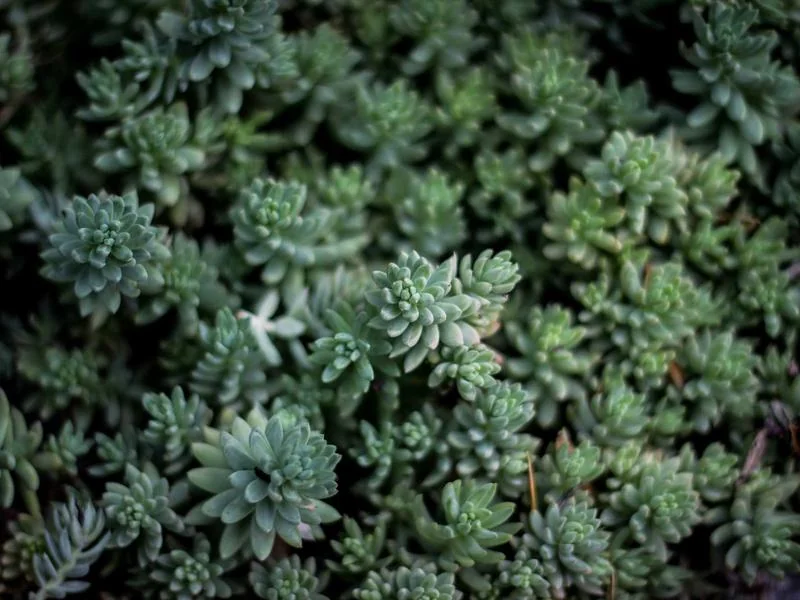 고유가 지원금 언제