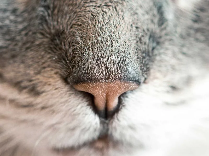 국세환급금 충당